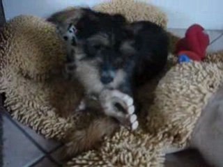 *...Gavroche & Sophie la girafe...***°