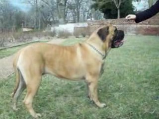 WHITITERA MASTIFFS : CIRCEE en famille
