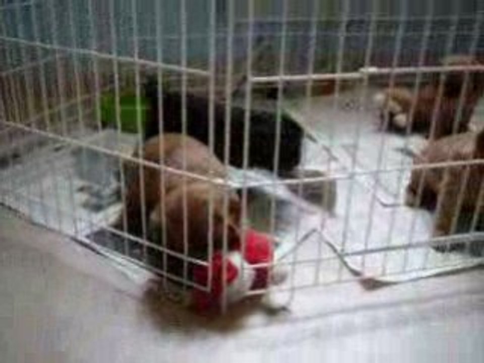 Chiots 01  02  09 001
