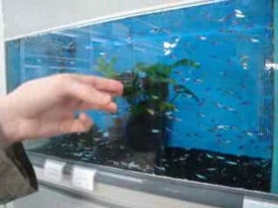 Pan!!! les poissons