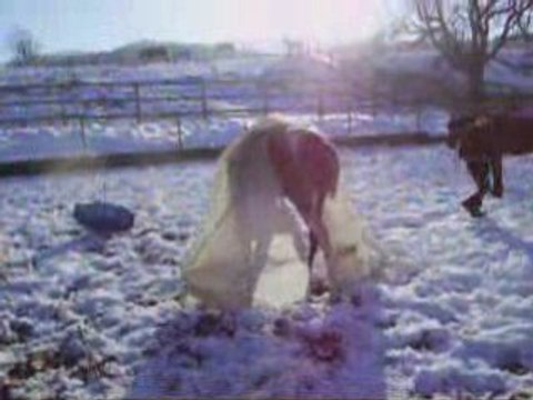Début travail au sol Safran