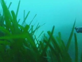 chasse sous marine
