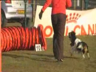 Calypso à l'agility