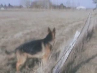 Dayak le 1er février 2009