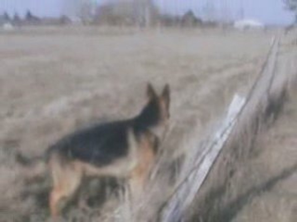 Dayak le 1er février 2009