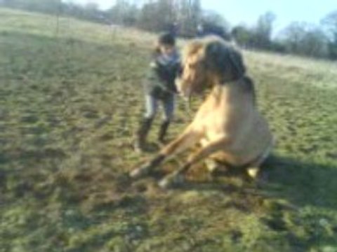 Pilou couché assis debout