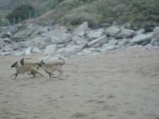 ouah ouah a la plage 2