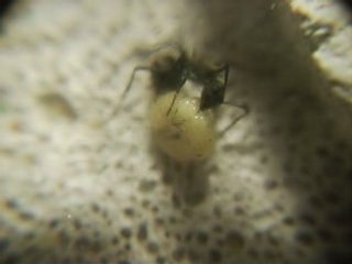 FOURMIS / POLYRHACHIS DIVES vs FIFISE