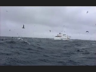 PECHEURS CACHALOTS & ORQUES