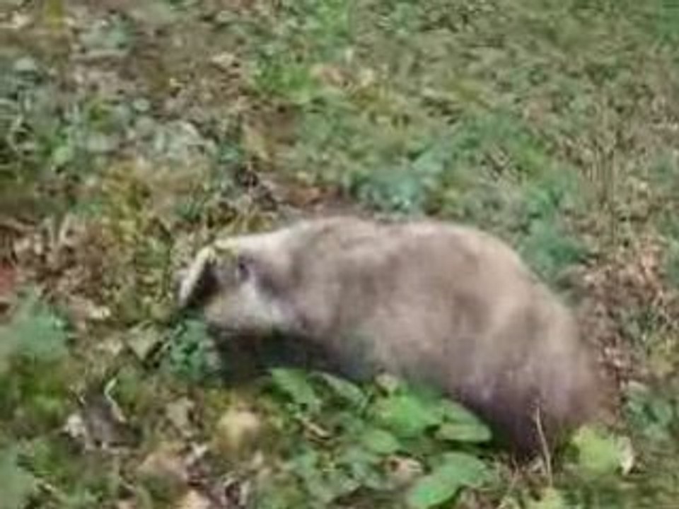 le gros Tachou
