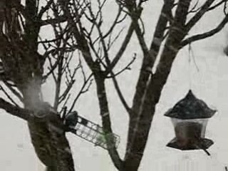 Tempête de neige du 2 février 2009 au matin