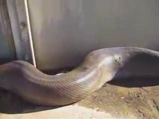 Anaconda mort geant retrouver video