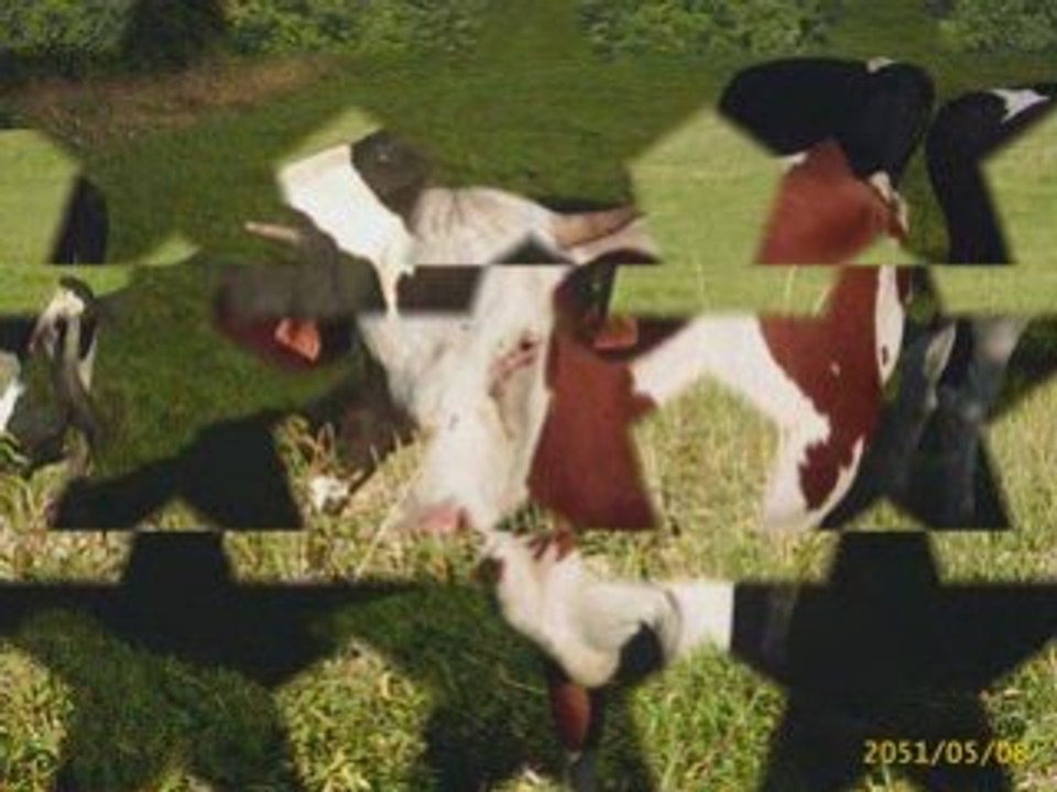 Les animaux