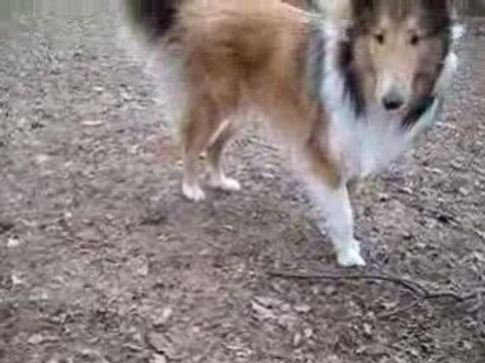Rough collie Keyvan