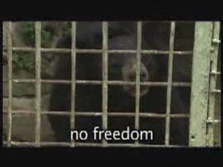 WSPA Natalie imbruglia with Romanian Bears