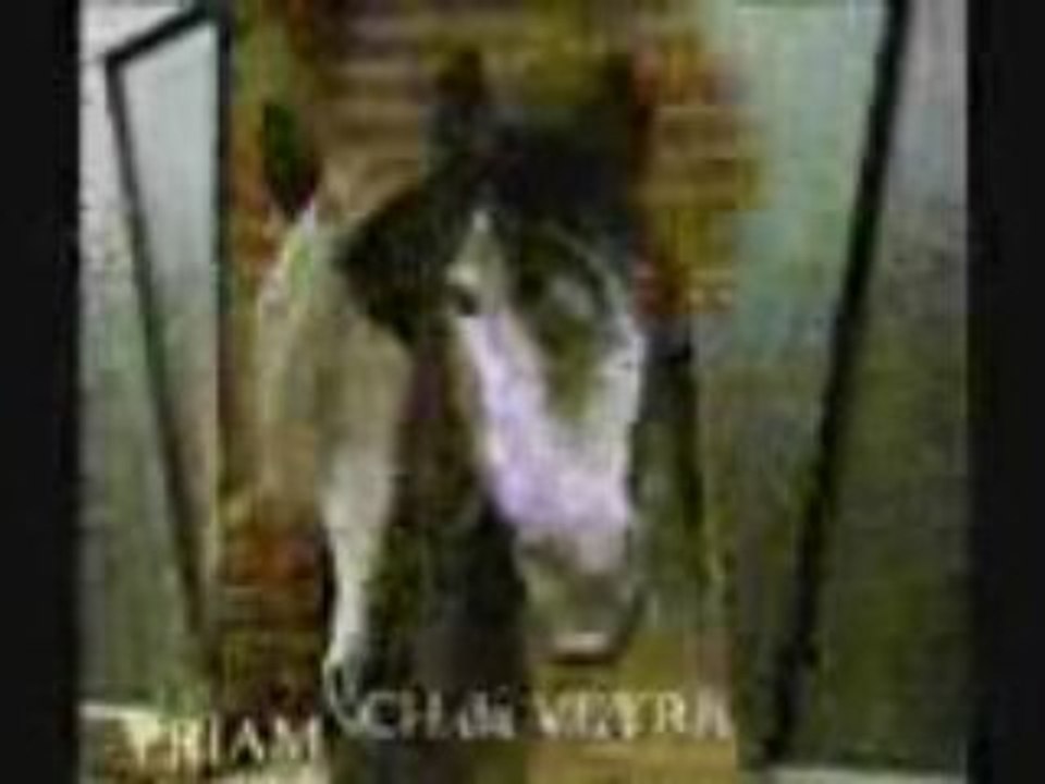 LES ECURIES DE PETIT LOUP VAUX EN AMIENOIS visite guidée