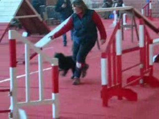 agility Tiféne  gpf airer sur la lys