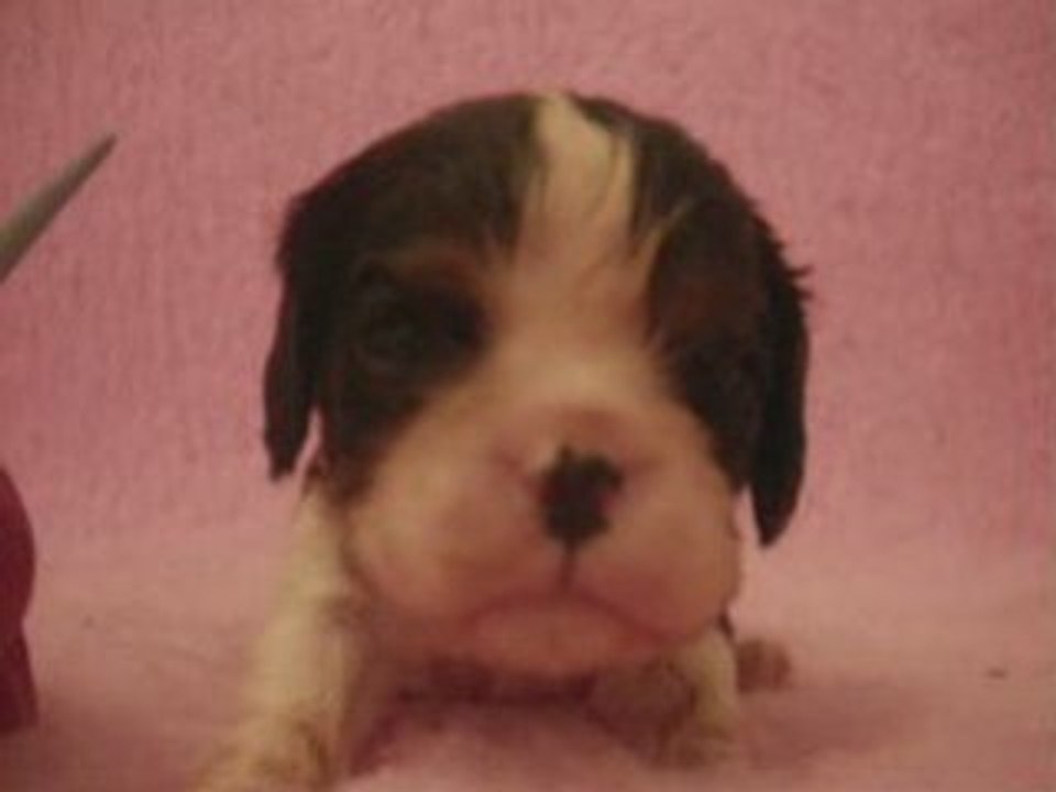 Emmy award, chiot cavalier king charles