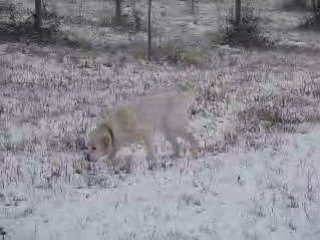 Pitou aux sports d'hiver...