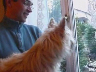 un cairn terrier méchant???