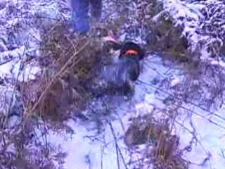 wachtelhund de 4 mois dans la neige