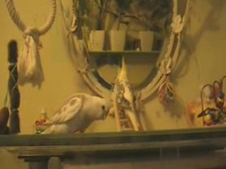 calopsitte walko fait la cour à flippy