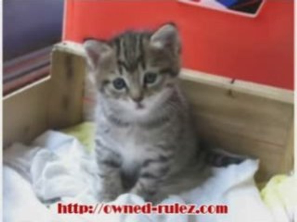 Le petit Chat qui parle.