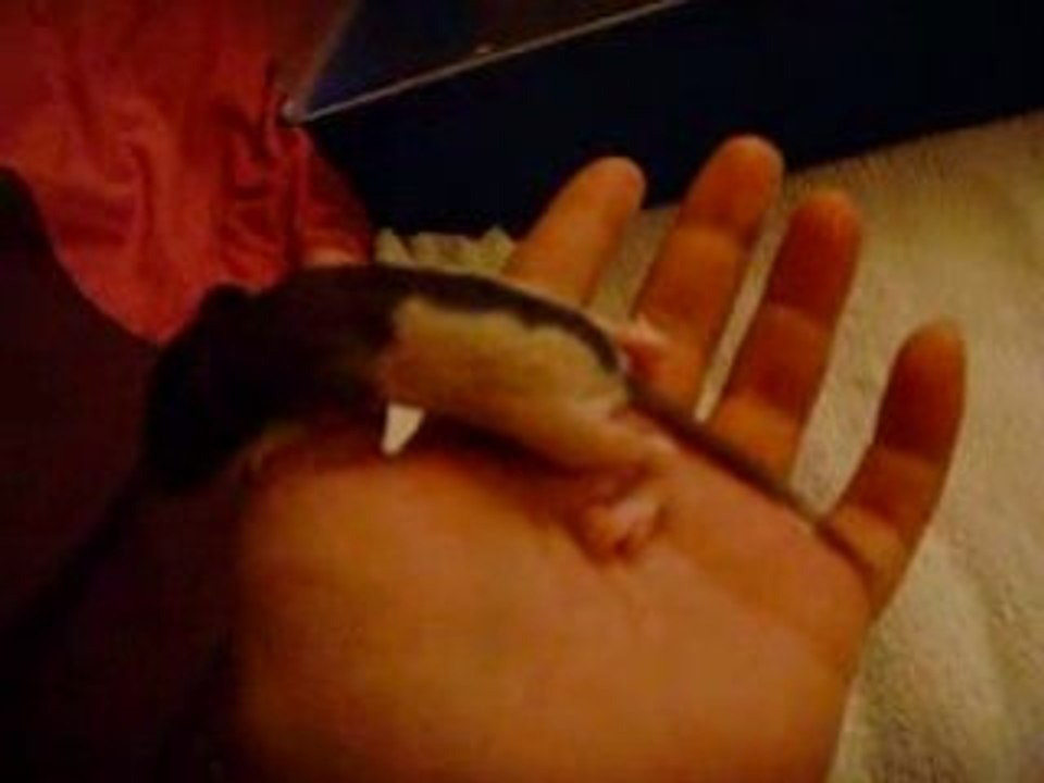 Portée surprise Nolife Janvier 2009 tas de raton j16