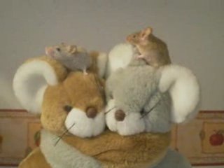 Le Petit Monde des Souris de Rodentia