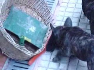 Chiots Danahus, Domitius, Doria...31 Janvier 2009