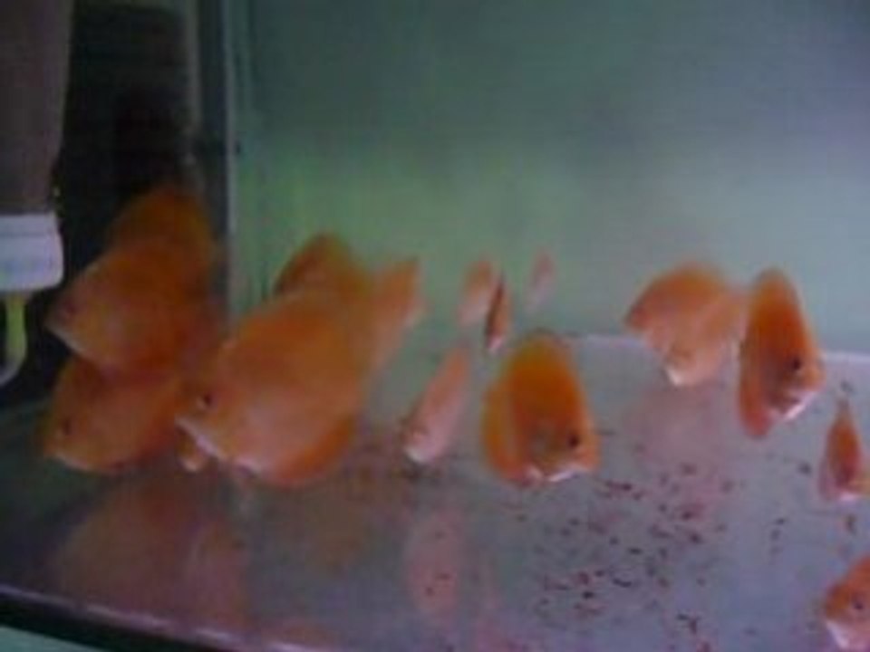 Panda-pigeon blood yavrular