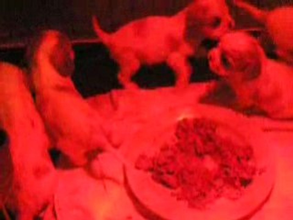 Bébés de Cassy a 6 semaines