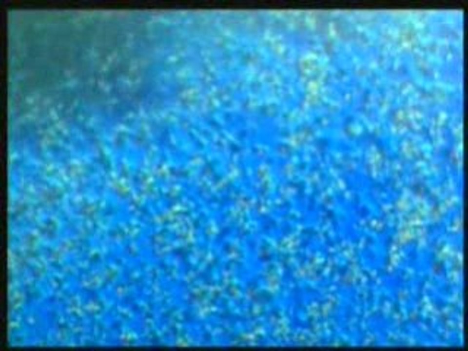 Les miracles du Coran (Harun Yahya) - 3