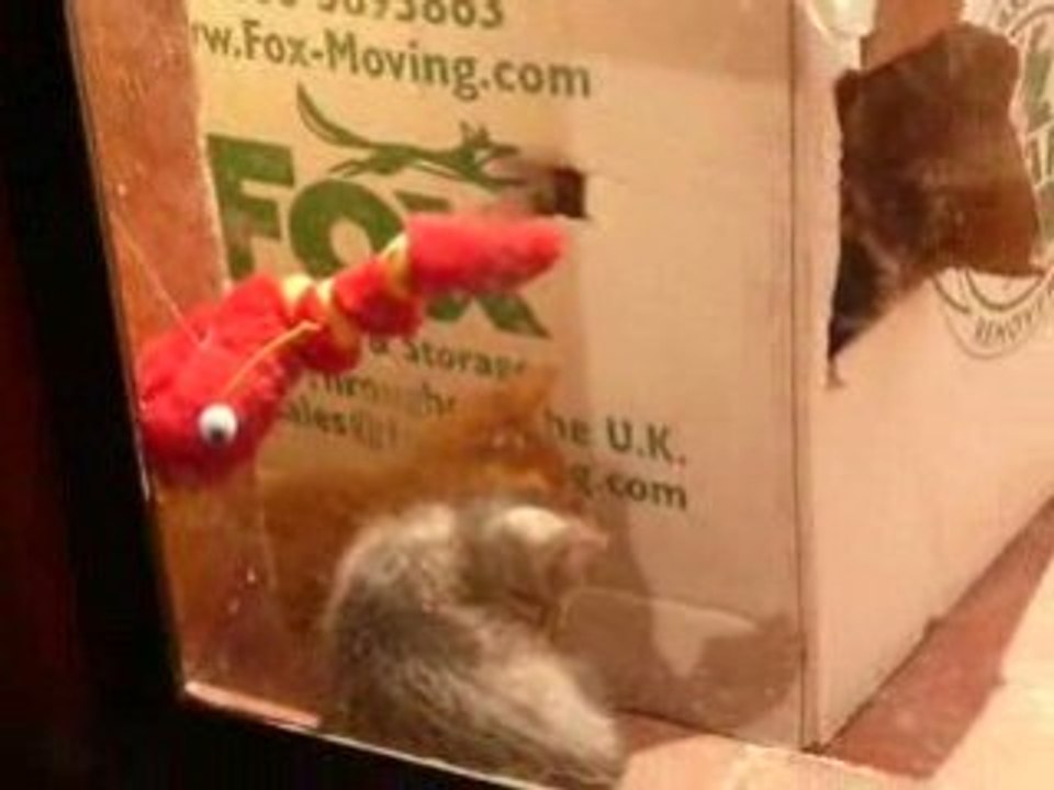 Kittens playing