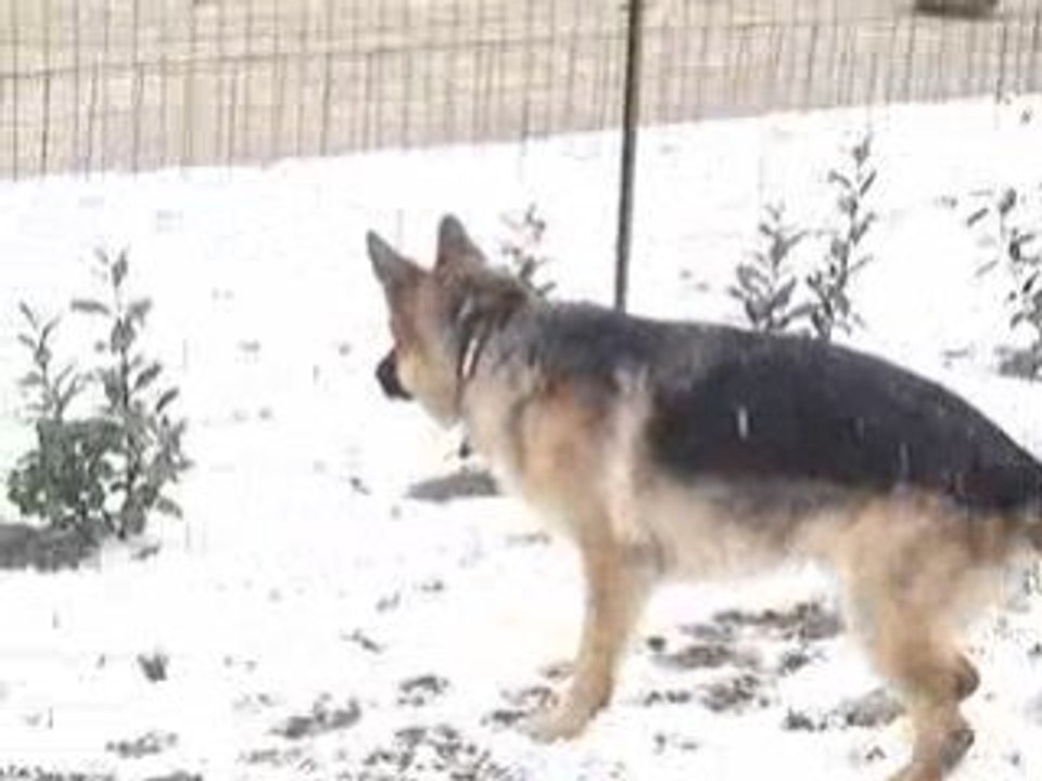 Célyo dans la neige