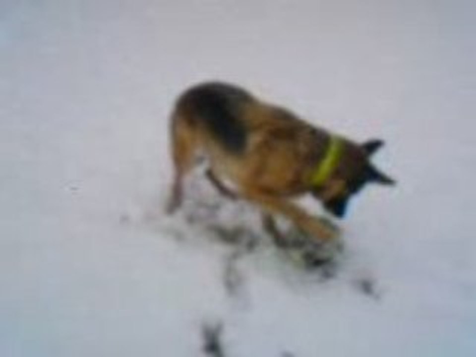 Vulcane se prend pour un chat!