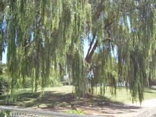 carillon de canberra