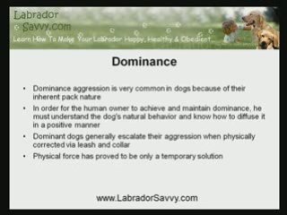 Prevent Having a Demanding Dog With Labrador Training