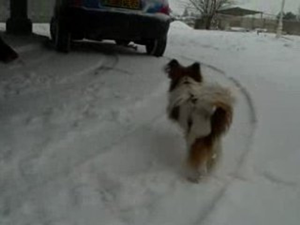 Mes papillons sous la neige 1