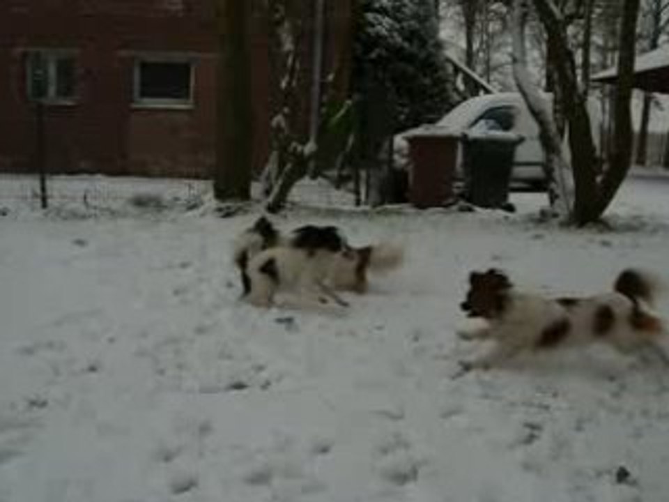 Mes papillons sous la neige 4