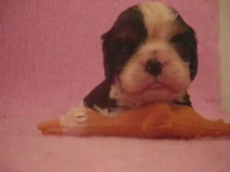 Ella fitzgerald, chiot cavalier king charles