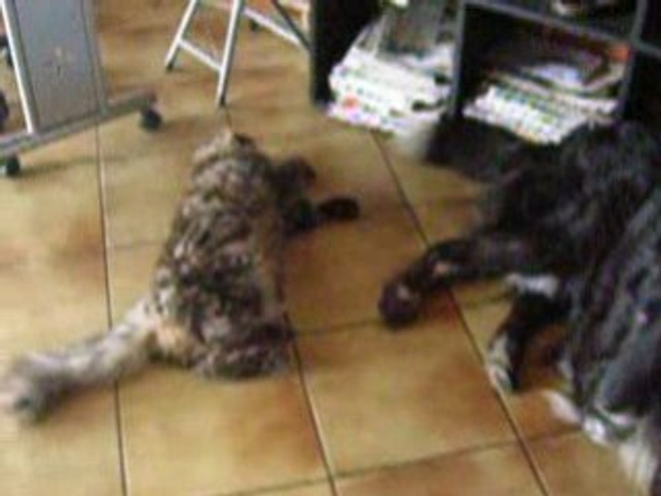 Mowgly et Snoopy 2