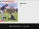 Dog obedience training and dog behavior training lessons