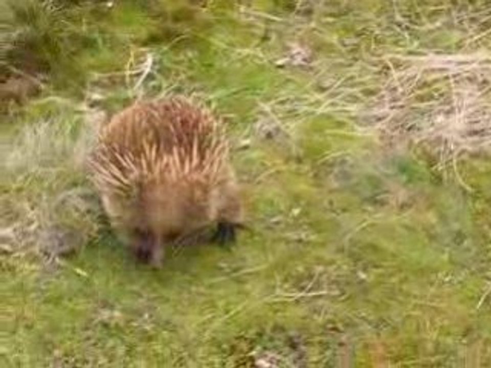 Echidna