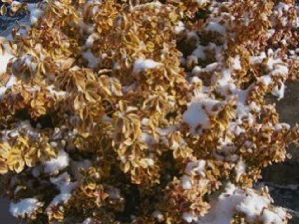 Neige du 03-02-2009 à Evreux