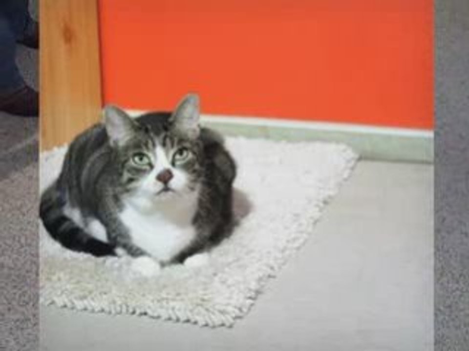 Carpet Cleaning in NJ - Free room