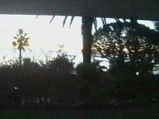 MIRANDOLE'S MORNING GLORY