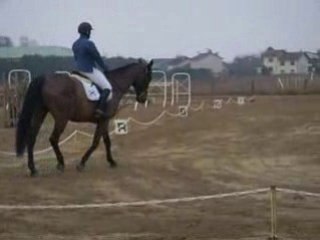 concours de dressage