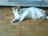 mon gros chat...