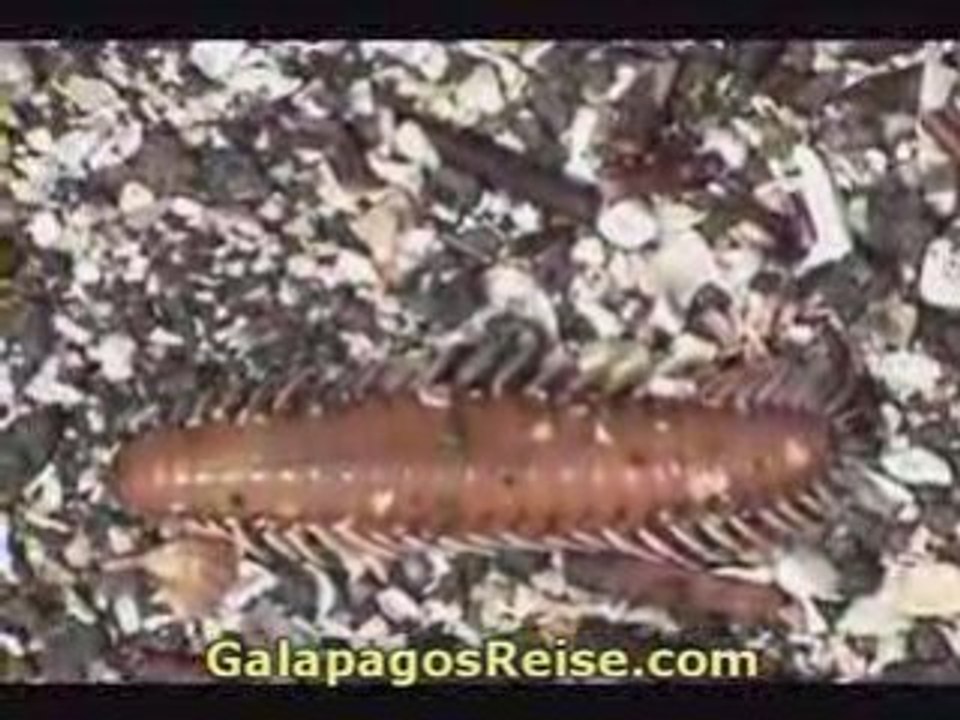 13 Animals Nature Galapagos Darwin Islands